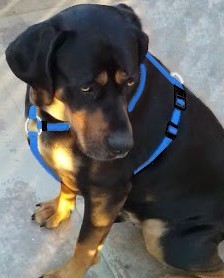 Harnais ajustable 3/8'' pour chien grand / 3/8'' Adjustable Harness for Large Dog