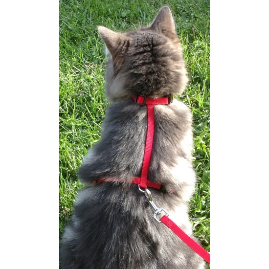 Harnais en ''H'' pour chat et petit chien / Harnais « H » 3/8'' Petit
