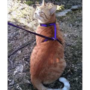 Harnais en ''H'' 3/8'' Moyen   /   3/8" Medium ''H'' harness