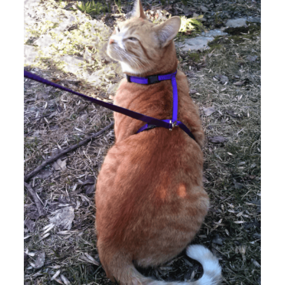 Harnais en ''H'' 3/8'' Grand / 3/8'' 'H'' Harness Large
