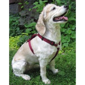 Harnais ajustable 1'' pour chien / 1'' Adjustable Dog Harness