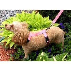 Harnais en ''H'' 5/8''    /     5/8" ''H'' harness