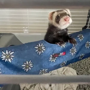 Tunnel pour Furet         /     Ferret Tunnel
