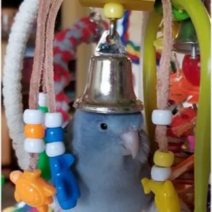Petit perroquet interactif pour inséparables, calopsittes et conures
