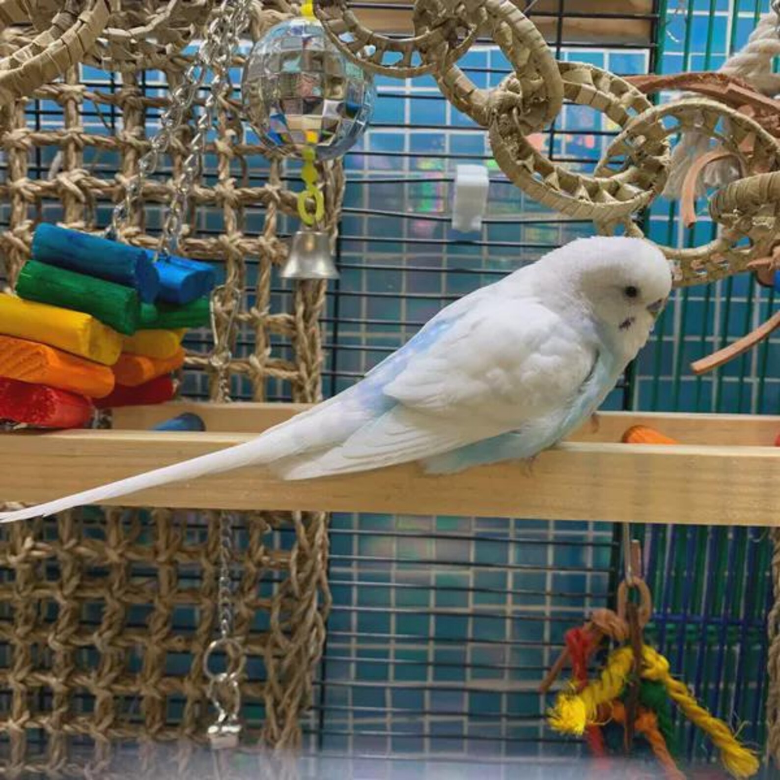 Balançoire trapèze | Balançoire pour petits perroquets – Image 3