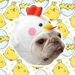 Chapeau de poulet | Pour chiens et chats